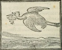 An illustration from Hieroglyphica, siue, De sacris Aegyptiorum literis commentarii, Ioannis Pierii Valeriani Bolzanii Bellunensis (1556)