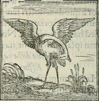 An illustration from Hieroglyphica, siue, De sacris Aegyptiorum literis commentarii, Ioannis Pierii Valeriani Bolzanii Bellunensis (1556)