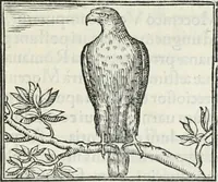 An illustration from Hieroglyphica, siue, De sacris Aegyptiorum literis commentarii, Ioannis Pierii Valeriani Bolzanii Bellunensis (1556)