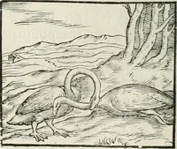An illustration from Hieroglyphica, siue, De sacris Aegyptiorum literis commentarii, Ioannis Pierii Valeriani Bolzanii Bellunensis (1556)