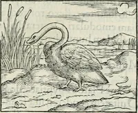 An illustration from Hieroglyphica, siue, De sacris Aegyptiorum literis commentarii, Ioannis Pierii Valeriani Bolzanii Bellunensis (1556)