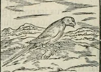 An illustration from Hieroglyphica, siue, De sacris Aegyptiorum literis commentarii, Ioannis Pierii Valeriani Bolzanii Bellunensis (1556)