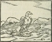 An illustration from Hieroglyphica, siue, De sacris Aegyptiorum literis commentarii, Ioannis Pierii Valeriani Bolzanii Bellunensis (1556)