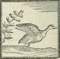 An illustration from Hieroglyphica, siue, De sacris Aegyptiorum literis commentarii, Ioannis Pierii Valeriani Bolzanii Bellunensis (1556)