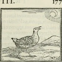 An illustration from Hieroglyphica, siue, De sacris Aegyptiorum literis commentarii, Ioannis Pierii Valeriani Bolzanii Bellunensis (1556)
