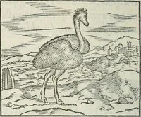 An illustration from Hieroglyphica, siue, De sacris Aegyptiorum literis commentarii, Ioannis Pierii Valeriani Bolzanii Bellunensis (1556)