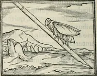 An illustration from Hieroglyphica, siue, De sacris Aegyptiorum literis commentarii, Ioannis Pierii Valeriani Bolzanii Bellunensis (1556)