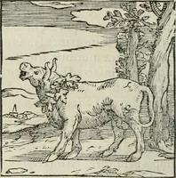 An illustration from Hieroglyphica, siue, De sacris Aegyptiorum literis commentarii, Ioannis Pierii Valeriani Bolzanii Bellunensis (1556)