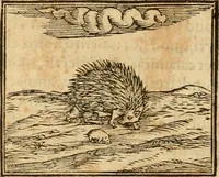 An illustration from Hieroglyphica, sive, De sacris Aegyptiorvm aliarvmqve gentivm literis commentarij (1575)