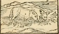 Picture 88 of 390 from Hieroglyphica, sive, De sacris Aegyptiorvm aliarvmqve gentivm literis commentarij (1575), leaf 162
