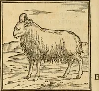 An illustration from Hieroglyphica, sive, De sacris Aegyptiorvm aliarvmqve gentivm literis commentarij (1575)