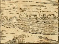 An illustration from Hieroglyphica, sive, De sacris Aegyptiorvm aliarvmqve gentivm literis commentarij (1575)