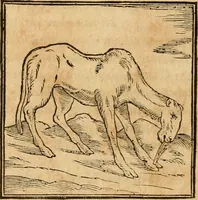 An illustration from Hieroglyphica, sive, De sacris Aegyptiorvm aliarvmqve gentivm literis commentarij (1575)