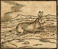 Picture 120 of 390 from Hieroglyphica, sive, De sacris Aegyptiorvm aliarvmqve gentivm literis commentarij (1575), leaf 198