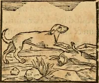 An illustration from Hieroglyphica, sive, De sacris Aegyptiorvm aliarvmqve gentivm literis commentarij (1575)