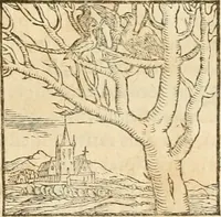 Picture 133 of 390 from Hieroglyphica, sive, De sacris Aegyptiorvm aliarvmqve gentivm literis commentarij (1575), leaf 258