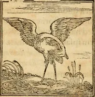 Picture 137 of 390 from Hieroglyphica, sive, De sacris Aegyptiorvm aliarvmqve gentivm literis commentarij (1575), leaf 263