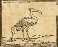 An illustration from Hieroglyphica, sive, De sacris Aegyptiorvm aliarvmqve gentivm literis commentarij (1575)