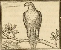 An illustration from Hieroglyphica, sive, De sacris Aegyptiorvm aliarvmqve gentivm literis commentarij (1575)