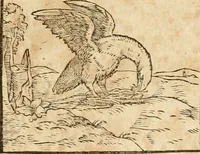 Picture 162 of 390 from Hieroglyphica, sive, De sacris Aegyptiorvm aliarvmqve gentivm literis commentarij (1575), leaf 298