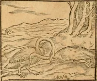 An illustration from Hieroglyphica, sive, De sacris Aegyptiorvm aliarvmqve gentivm literis commentarij (1575)