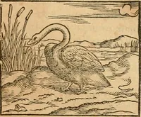 Picture 178 of 390 from Hieroglyphica, sive, De sacris Aegyptiorvm aliarvmqve gentivm literis commentarij (1575), leaf 338