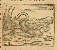 An illustration from Hieroglyphica, sive, De sacris Aegyptiorvm aliarvmqve gentivm literis commentarij (1575)