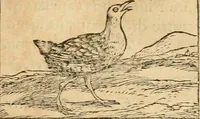 An illustration from Hieroglyphica, sive, De sacris Aegyptiorvm aliarvmqve gentivm literis commentarij (1575)