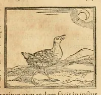 Picture 198 of 390 from Hieroglyphica, sive, De sacris Aegyptiorvm aliarvmqve gentivm literis commentarij (1575), leaf 363