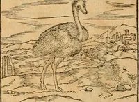 An illustration from Hieroglyphica, sive, De sacris Aegyptiorvm aliarvmqve gentivm literis commentarij (1575)