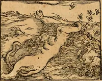 Picture 207 of 390 from Hieroglyphica, sive, De sacris Aegyptiorvm aliarvmqve gentivm literis commentarij (1575), leaf 383