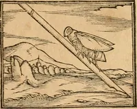 An illustration from Hieroglyphica, sive, De sacris Aegyptiorvm aliarvmqve gentivm literis commentarij (1575)