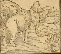 Picture 22 of 390 from Hieroglyphica, sive, De sacris Aegyptiorvm aliarvmqve gentivm literis commentarij (1575), leaf 43