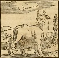 Picture 34 of 390 from Hieroglyphica, sive, De sacris Aegyptiorvm aliarvmqve gentivm literis commentarij (1575), leaf 57