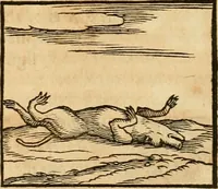 Picture 52 of 390 from Hieroglyphica, sive, De sacris Aegyptiorvm aliarvmqve gentivm literis commentarij (1575), leaf 99