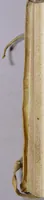An illustration from Hieronymi Cardani Mediolanensis, medici, De subtilitate libri XXI (1580)