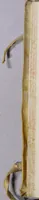 An illustration from Hieronymi Cardani Mediolanensis, medici, De subtilitate libri XXI (1580)