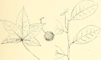 Picture 4 of 138 from High school manual training course in woodwork, including cost of equipment and supplies and studies on trees and wood (1905), leaf 21