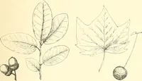 An illustration from High school manual training course in woodwork, including cost of equipment and supplies and studies on trees and wood (1905)