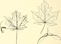 Picture 6 of 138 from High school manual training course in woodwork, including cost of equipment and supplies and studies on trees and wood (1905), leaf 26