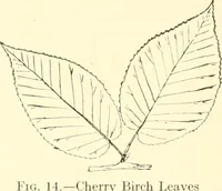 Picture 7 of 138 from High school manual training course in woodwork, including cost of equipment and supplies and studies on trees and wood (1905), leaf 28