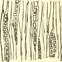 Picture 10 of 138 from High school manual training course in woodwork, including cost of equipment and supplies and studies on trees and wood (1905), leaf 30