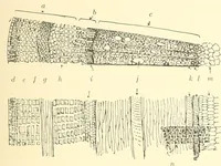 Picture 11 of 138 from High school manual training course in woodwork, including cost of equipment and supplies and studies on trees and wood (1905), leaf 31