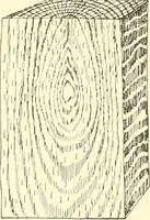 Picture 12 of 138 from High school manual training course in woodwork, including cost of equipment and supplies and studies on trees and wood (1905), leaf 31