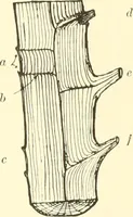 Picture 13 of 138 from High school manual training course in woodwork, including cost of equipment and supplies and studies on trees and wood (1905), leaf 33