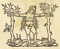 Picture 5 of 24 from Higinius de stellis (1513), leaf 54