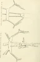 An illustration from Hilprecht anniversary volume. Studies in Assyriology and archaeology dedicated to Hermann V. Hilprecht upon the twenty-fifth anniversary of his doctorate and his fiftieth birthday (July 28) (1909)