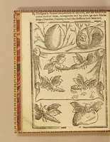 An illustration from His Maiesties gracious letter to the Earle of South-Hampton, treasurer, and to the Councell and Company of Virginia heere: commanding the present setting up of silke works, and planting of vines in Virginia. : And the letter of the treasurer, councell, and company, to the gouernour and councell of state there, for the strict execution of His Maiesties royall commands herein. Also a treatise of the art of making silke: or, Directions for the making of lodgings, and the breeding, nourishing, and ordering of silkewormes, and for the planting of mulbery trees, and all other things belonging to the silke art. Together with instructions how to plant and dresse vines, and to make wine, and how to dry raisins, figs, and other fruits, and to set oliues, oranges, lemons, pomegranates, almonds, and many other fruits, &c. And in the end, a conclusion, with sundry profitable remonstrances to the colonies. Set foorth for the benefit of the two renowned and most hopefull sisters, Virginia, and the Summer-Ilands. (1622)