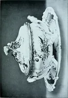 An illustration from A history and description of the old French faïence, with an account of the revival of faïence painting in France (1903)