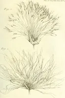 An illustration from Histoire de l'Académie royale des inscriptions et belles lettres, depuis son establissement jusqu'à présent : Avec les Mémoires de littérature tirez des registres de cette Académie depuis son renouvellement jusqu'en 1710 (1736)
